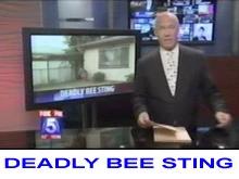 Screenshot from San Diego news station reporting on dog attacked by African bees