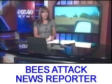 Screenshot from Fox 40 news station reporting on bee attacks