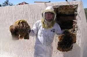 Apache Junction Bee Removal employee holding removed comb